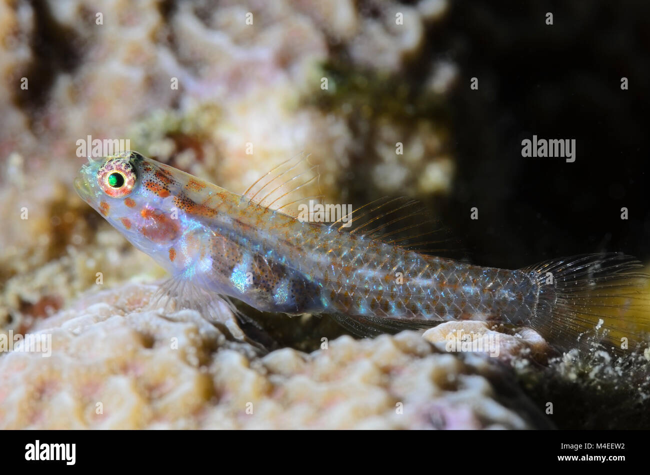 Melasma Pygmygoby, Eviota melasma, Lembeh Strait, North Sulawesi, Indonesia, Pacific Stock Photo
