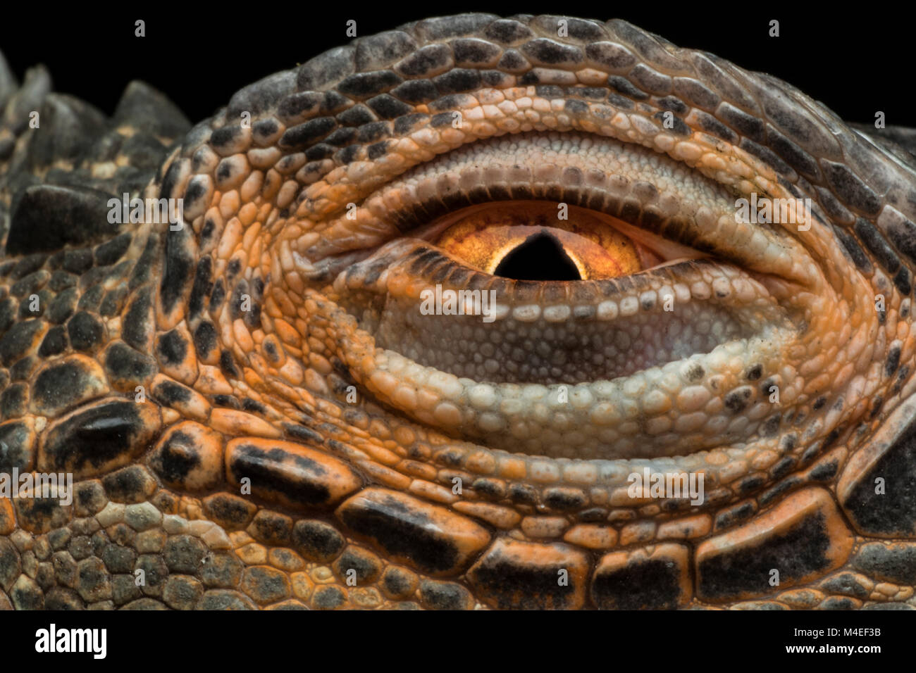 Close-up of a lizard's eye, Indonesia Stock Photo