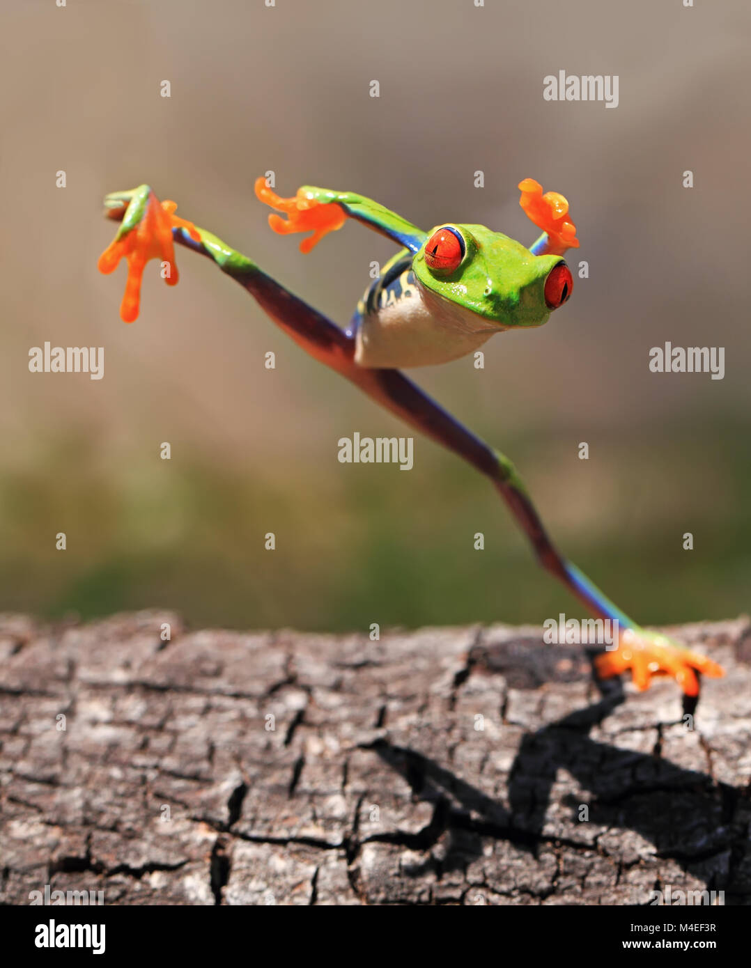 Tree Frog jumping, Indonesia Stock Photo
