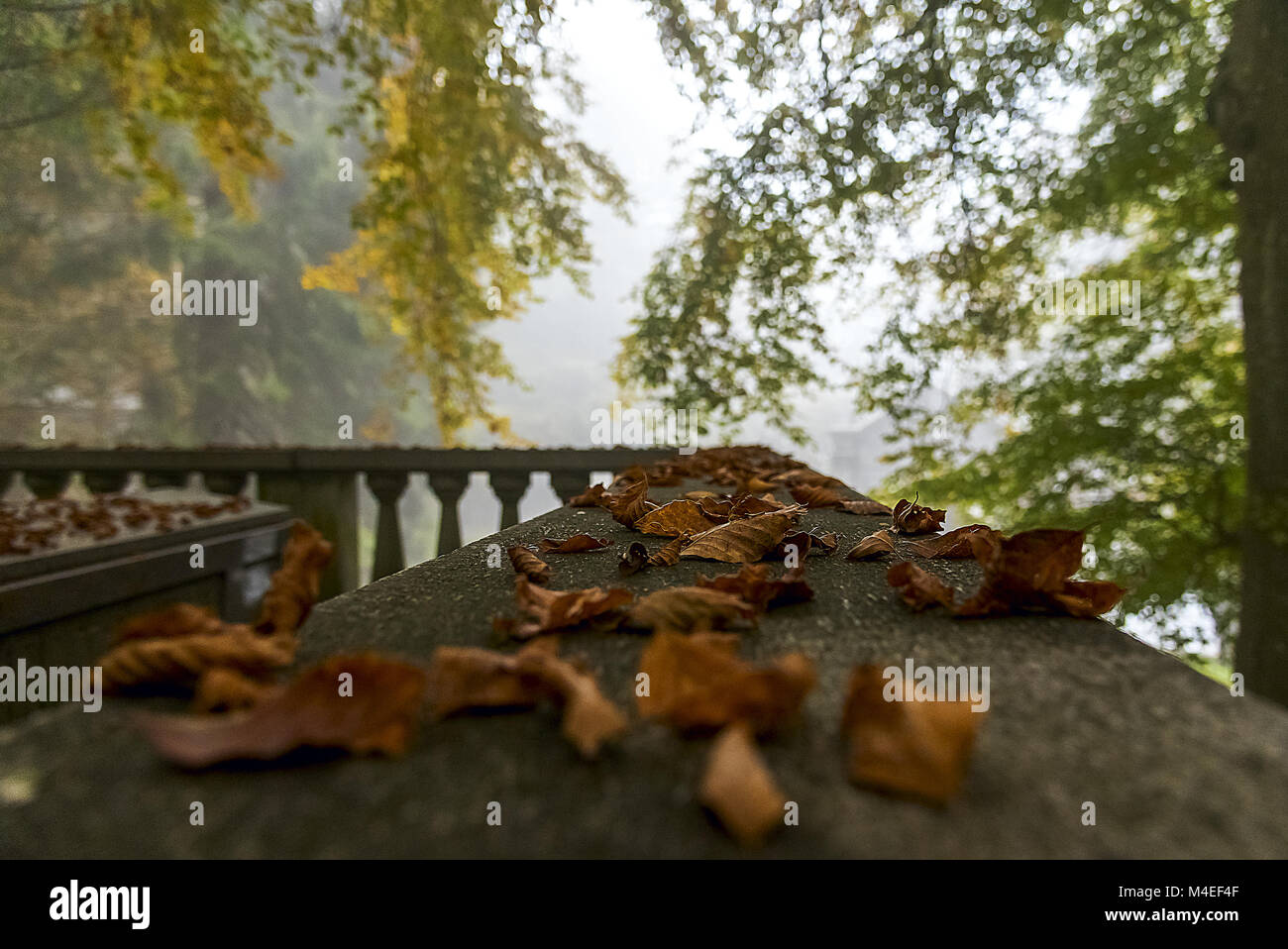 Autumn leaves on a wall Stock Photo