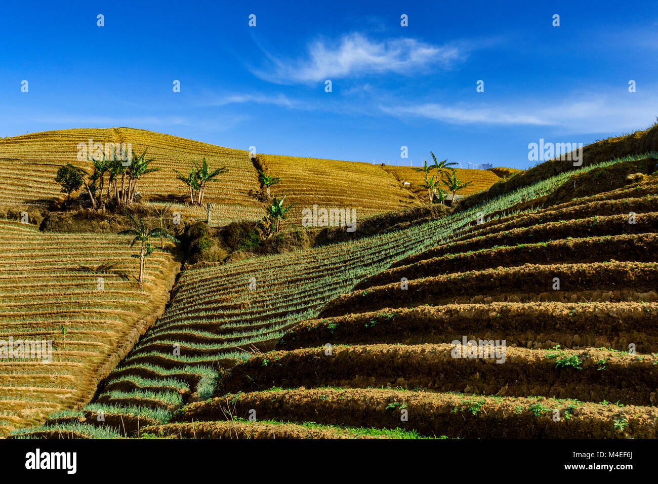 Terraced onion field, Majalengka, West Java, Indonesia Stock Photo Alamy Terraced onion field, Majalengka, West Java, Indonesia Stock Photo Alamy
