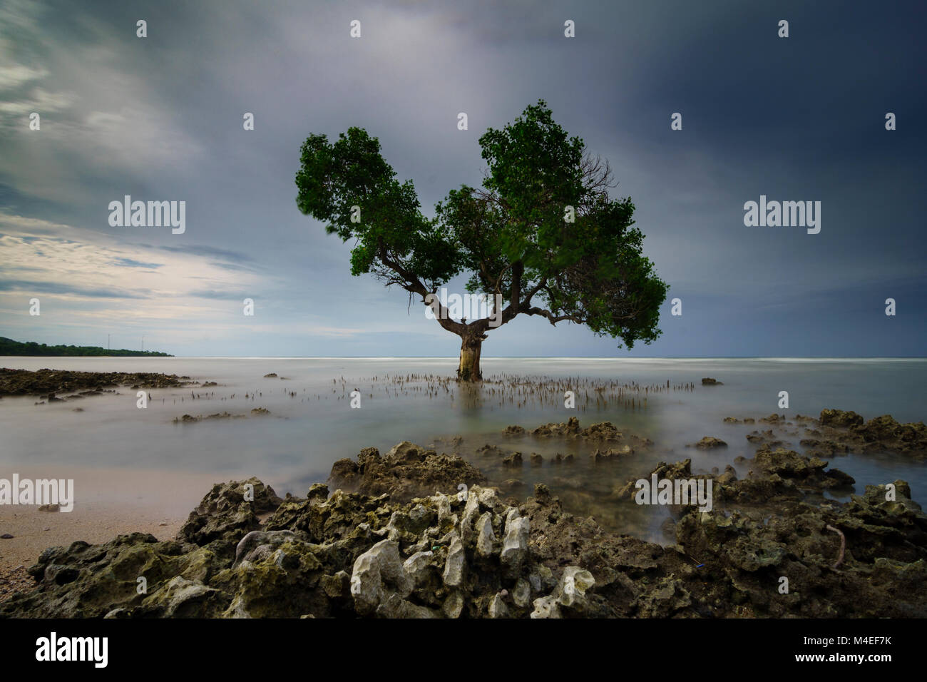 Lone tree on beach, Sumbawa, West Nusa Tenggara, Indonesia Stock Photo Alamy Lone tree on beach, Sumbawa, West Nusa Tenggara, Indonesia Stock Photo Alamy