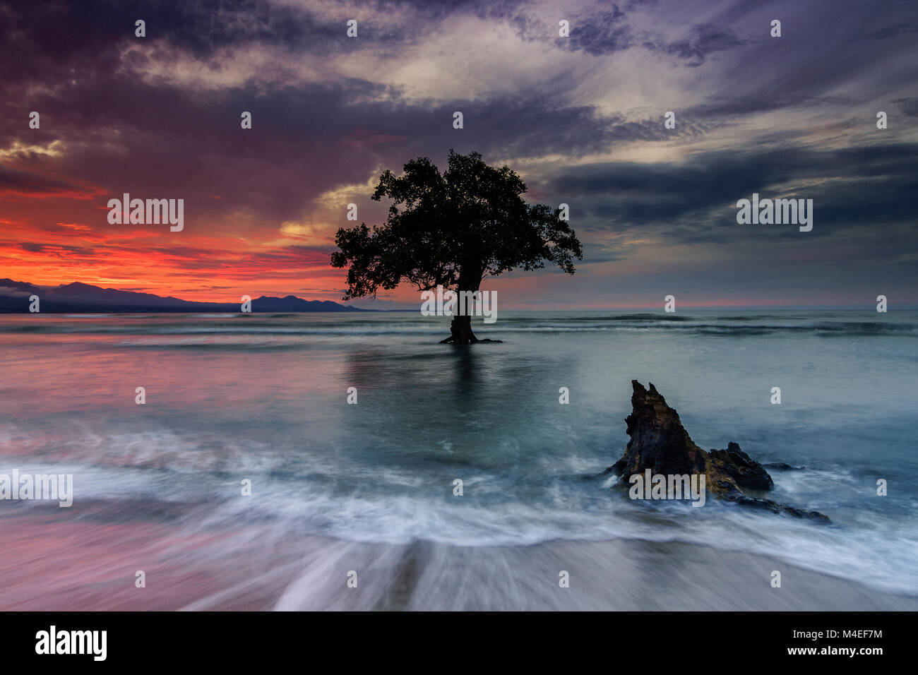 Lone tree on beach, Sumbawa, West Nusa Tenggara, Indonesia Stock Photo