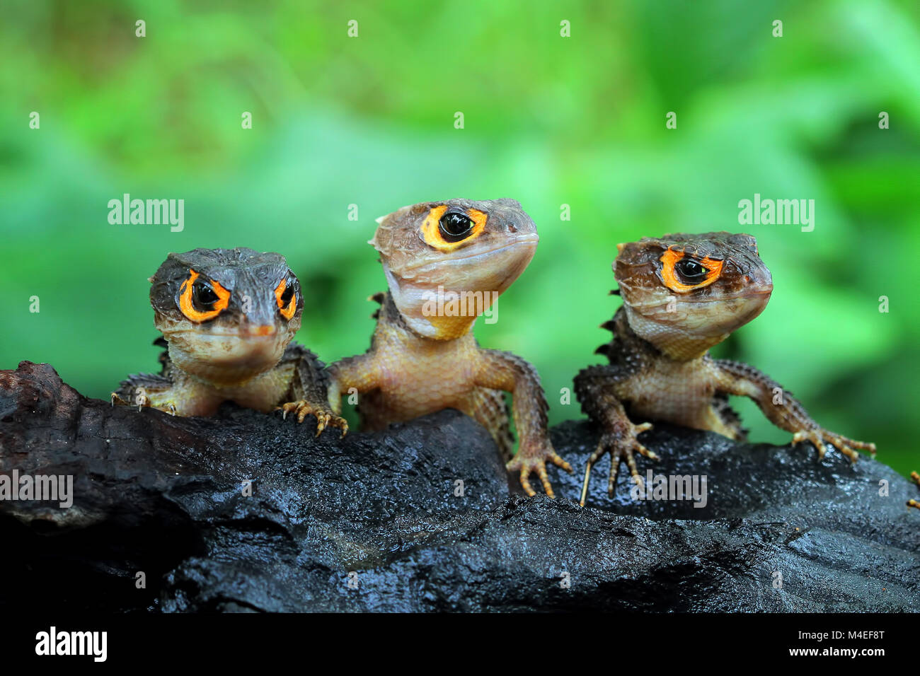 Three crocodile skink, Indonesia Stock Photo