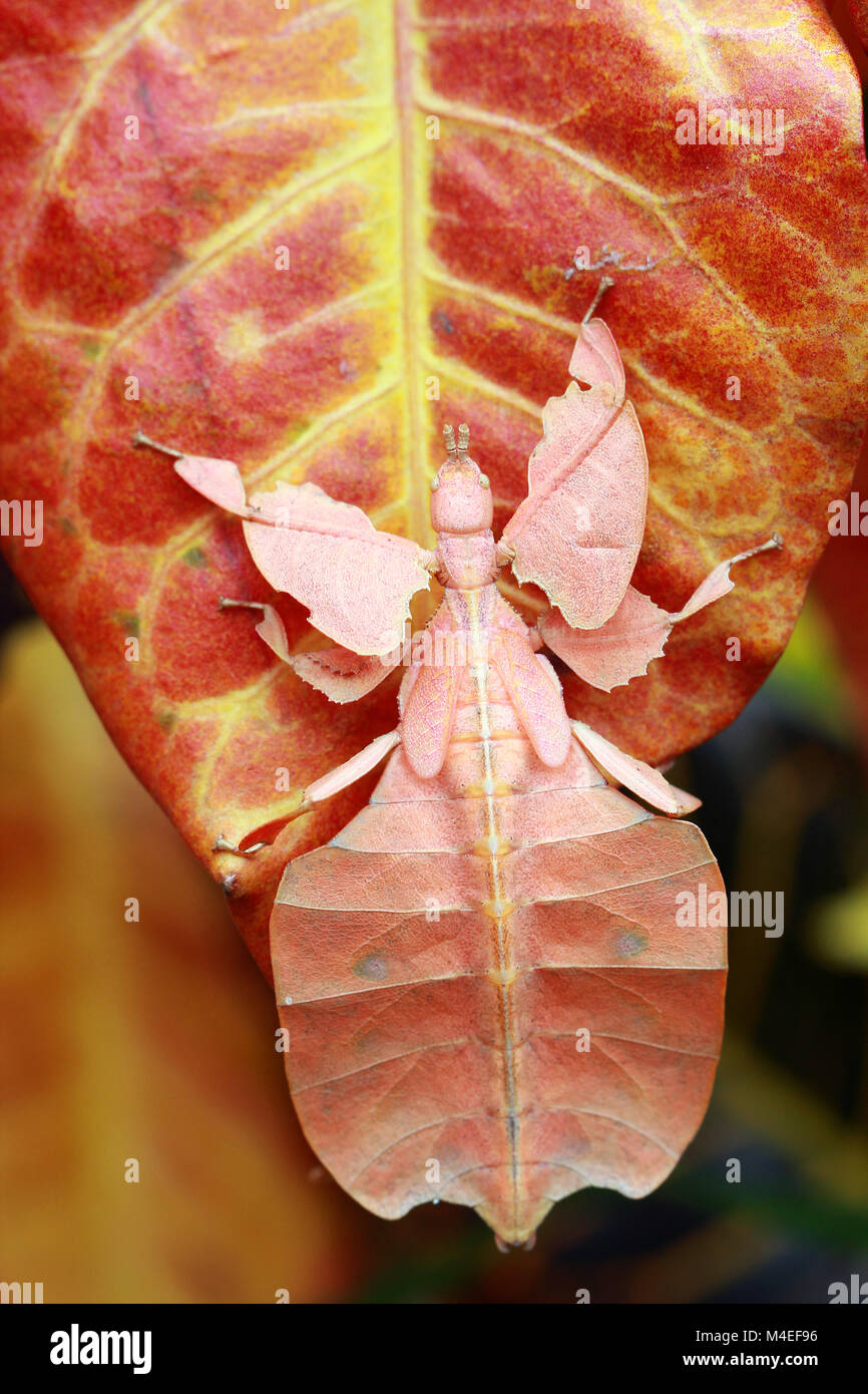 Gray's leaf insect on a leaf, Indonesia Stock Photo