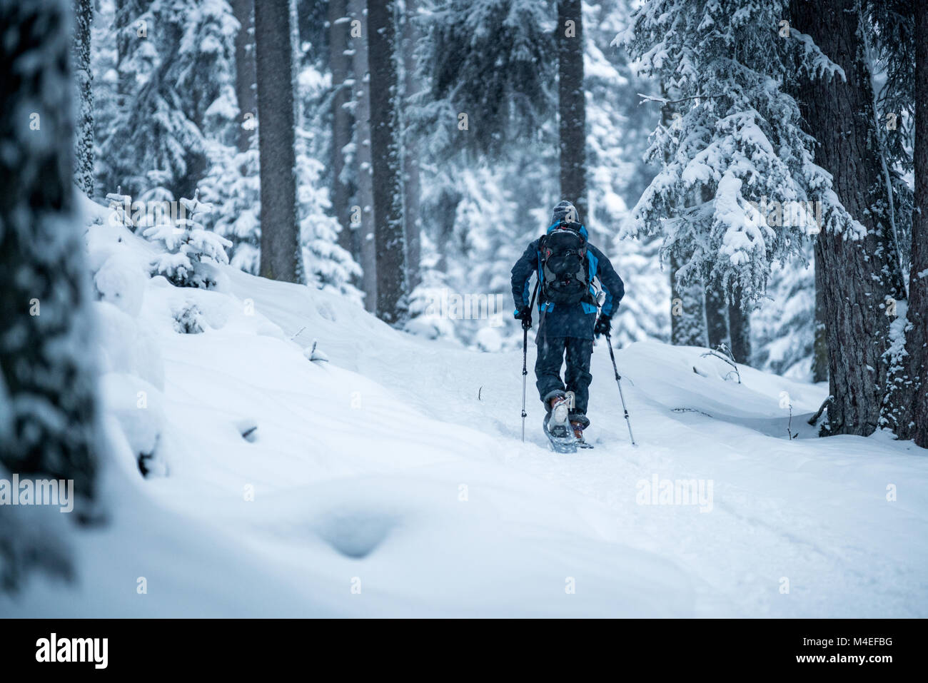 Man snowshoeing through winter forest,Zauchensee,Salzburg,Austria Stock Photo