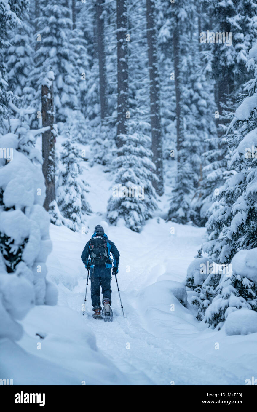 Man snowshoeing through winter forest,Zauchensee,Salzburg,Austria Stock Photo