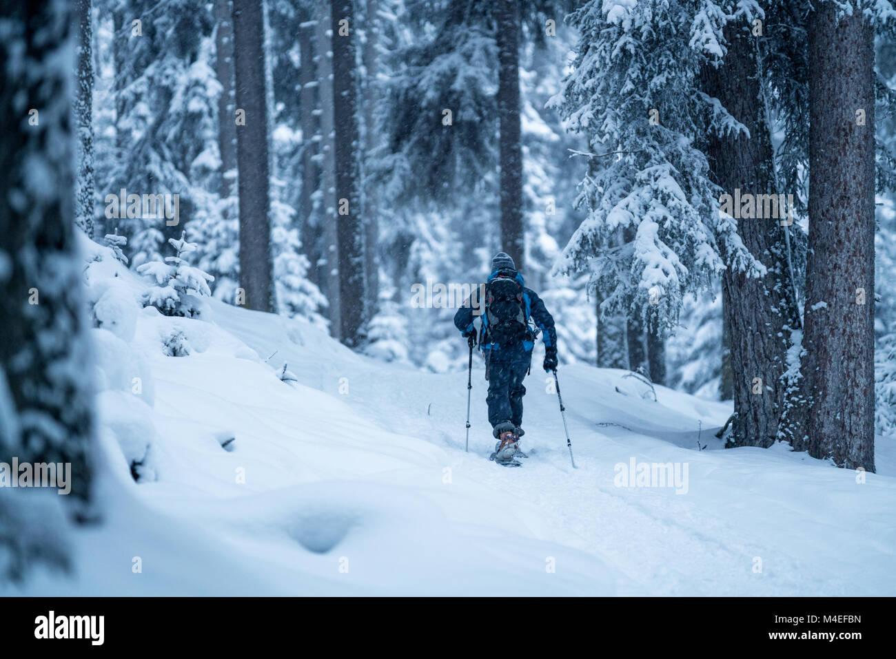 Man snowshoeing through winter forest,Zauchensee,Salzburg,Austria Stock Photo