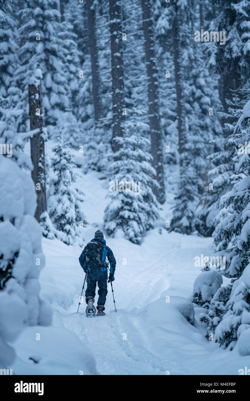 Man snowshoeing through winter forest,Zauchensee,Salzburg,Austria Stock Photo