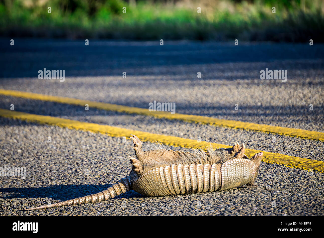 road kill armadillo on the road Stock Photo