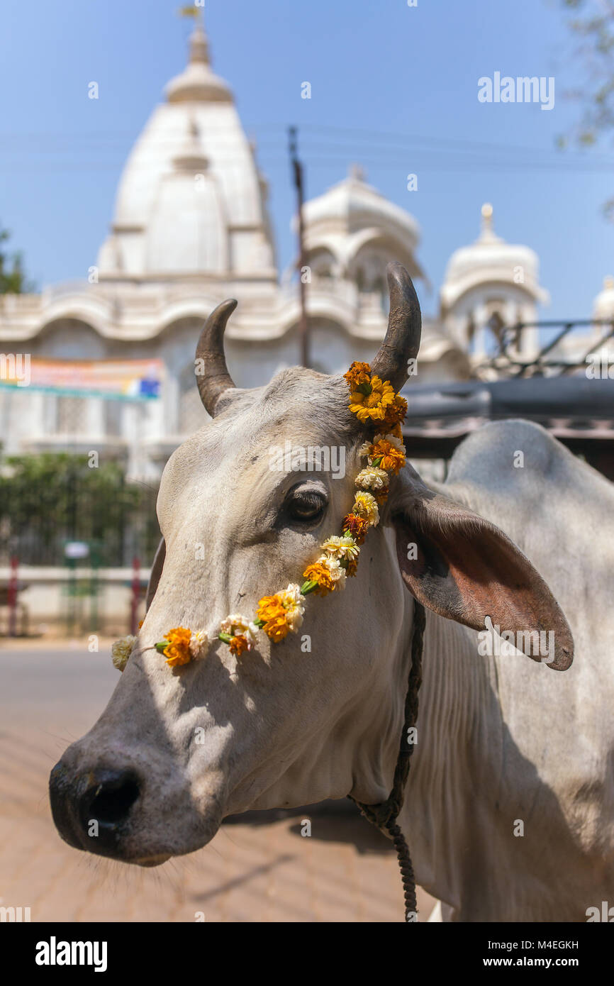 Portrait of a cow with Sri Krishna-Balaram Temple on backround. Cow is a sacred animal in hinduism. Stock Photo