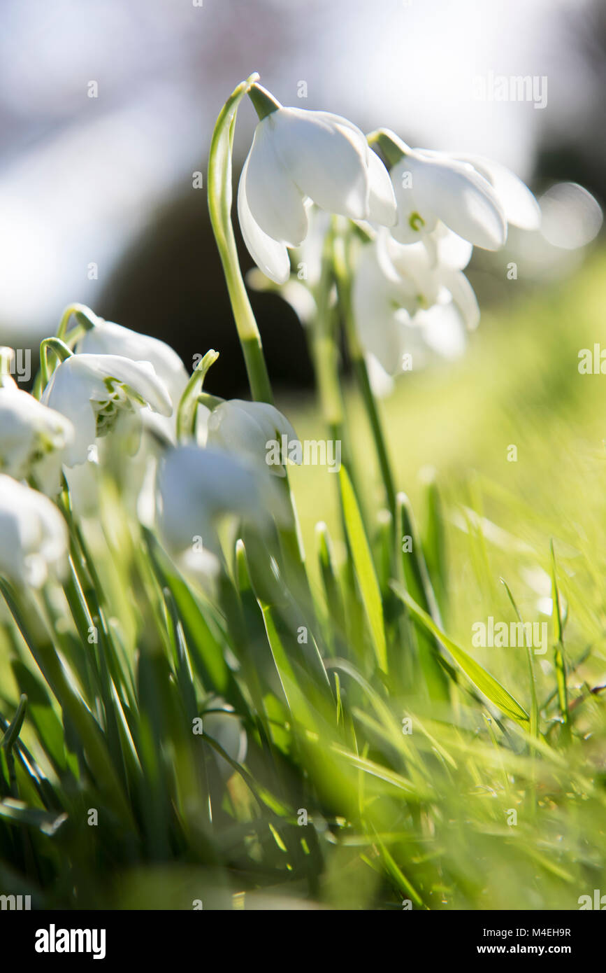 Snowdrops at Hodsock Priory in Blyth, near Worksop in Nottinghamshire England UK Stock Photo