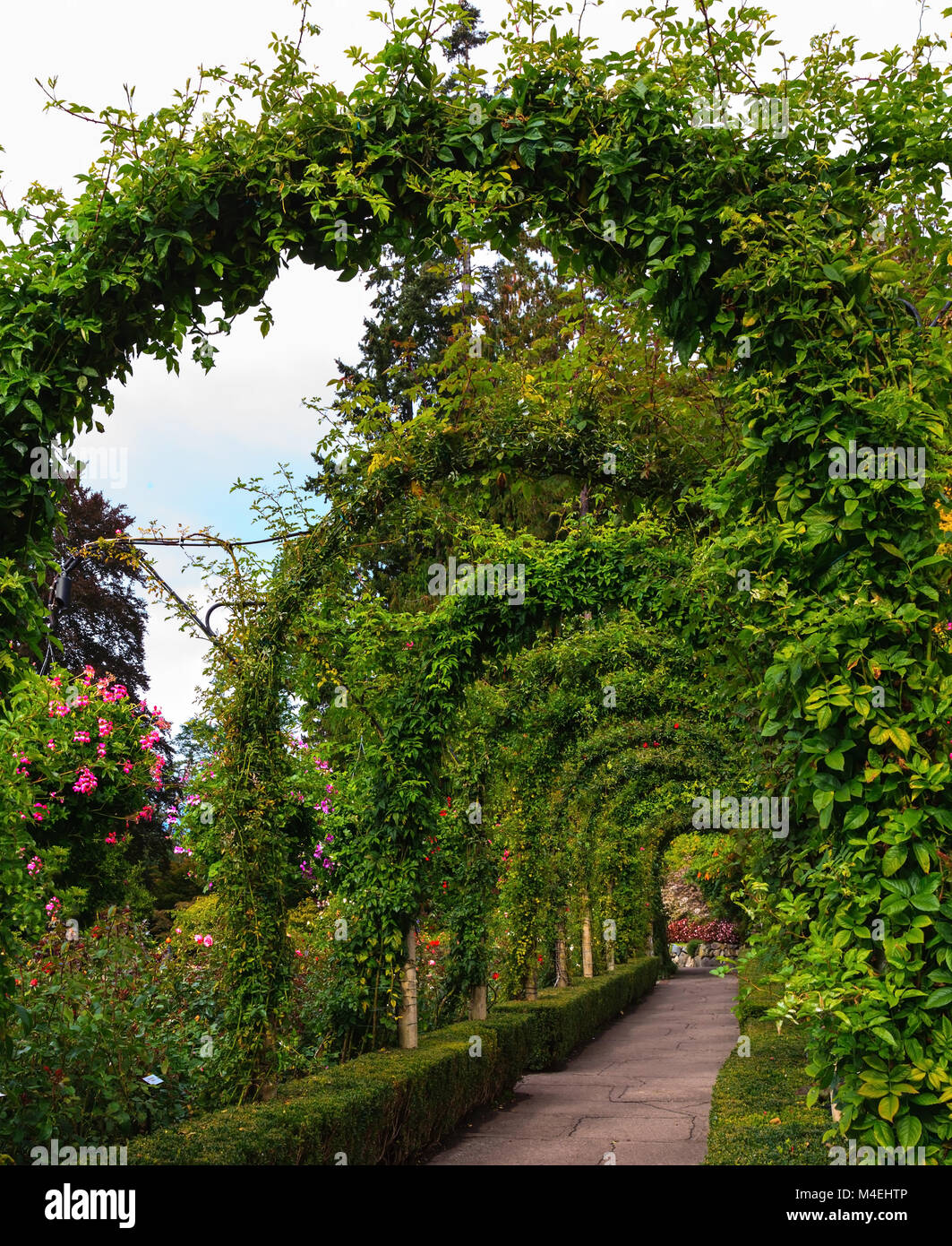 Scenic flowers twined arches Stock Photo