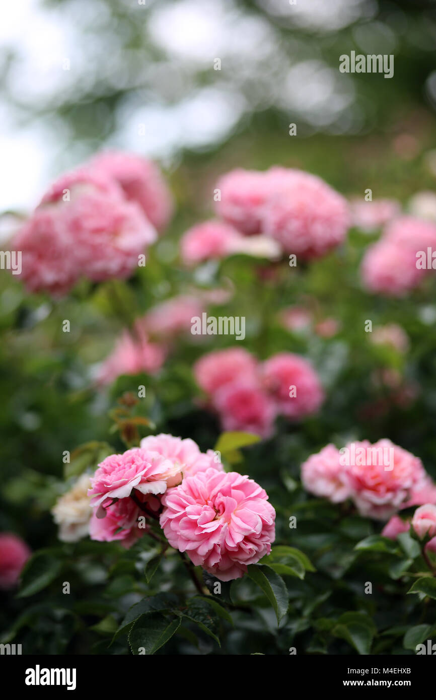 pink climbing rose Stock Photo - Alamy