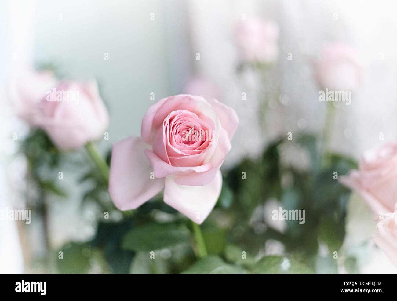 Beautiful pink roses Stock Photo - Alamy