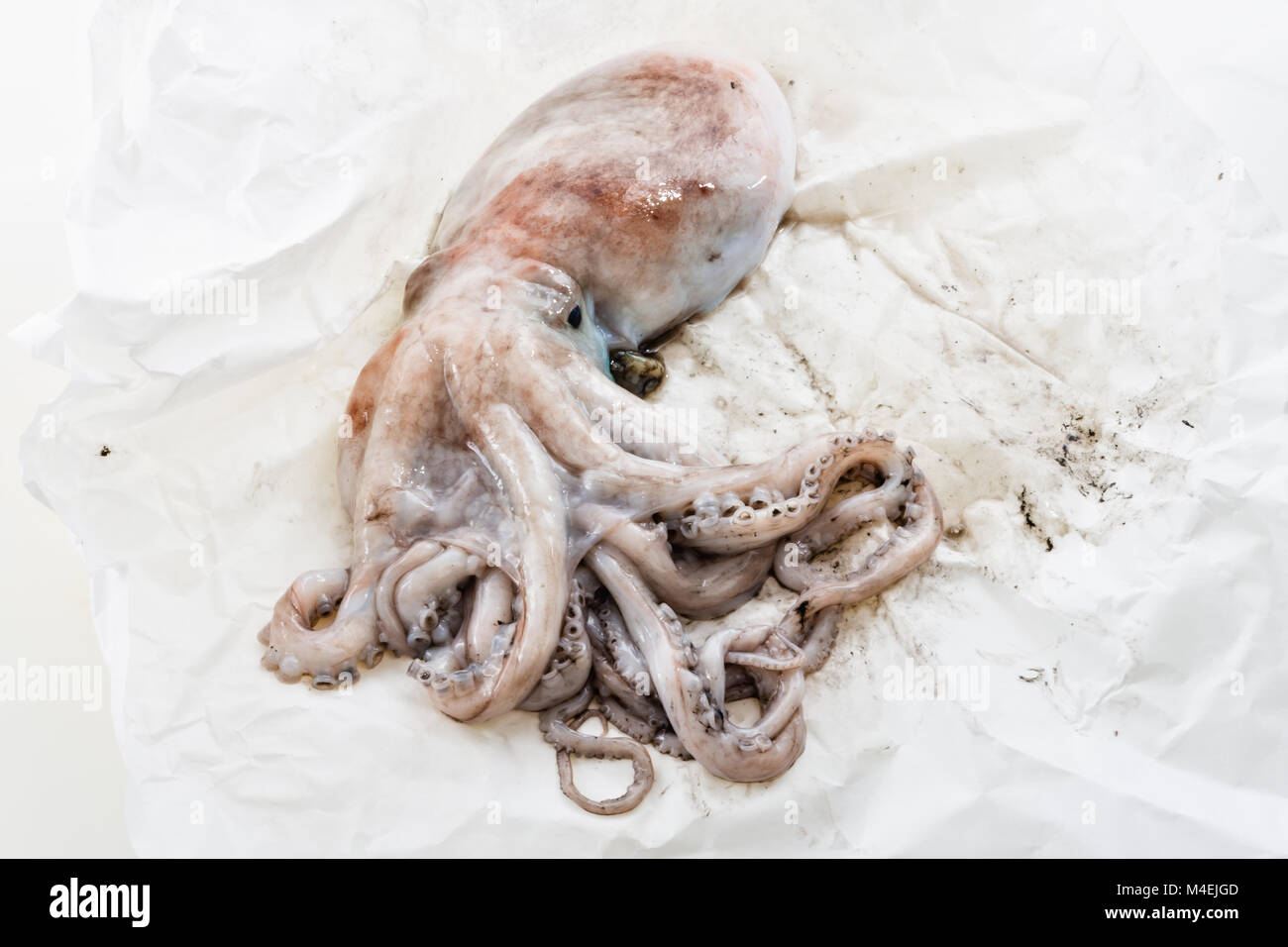 Paper Octopus Real octopus young octopus on the paper 3 Stock Photo - Alamy