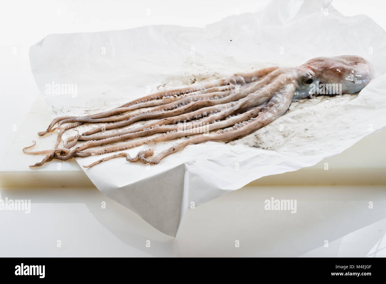 Paper Octopus Real octopus young octopus on the paper 4 Stock Photo - Alamy