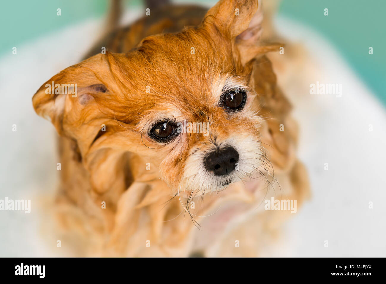 Wet pomeranian clearance puppy