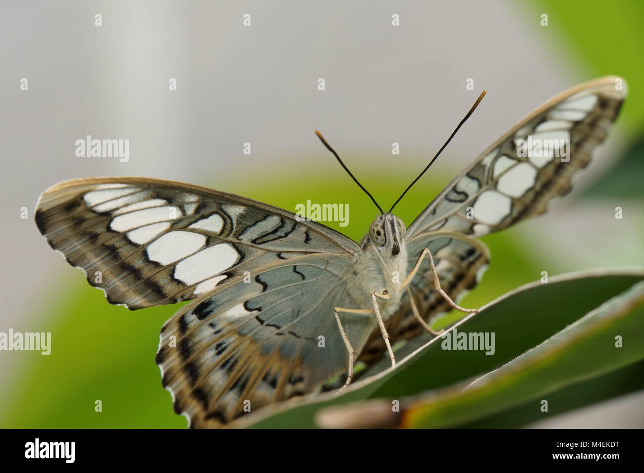 Syvia hi-res stock photography and images - Alamy