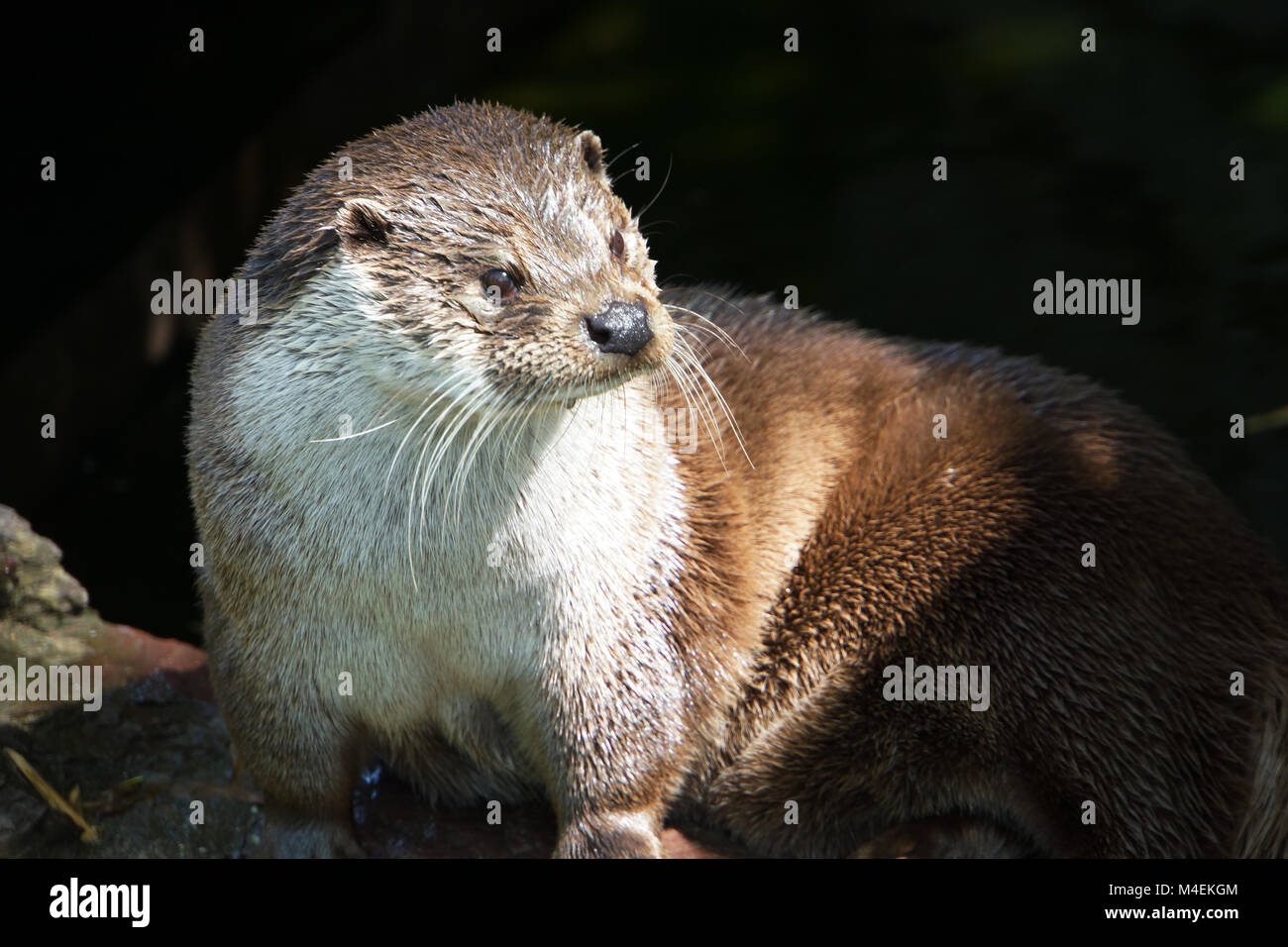 Eurasion otter Stock Photo