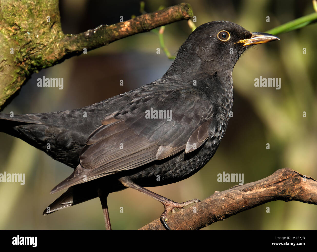 Male Blackbird. Common blackbird (Species) The common blackbird is a