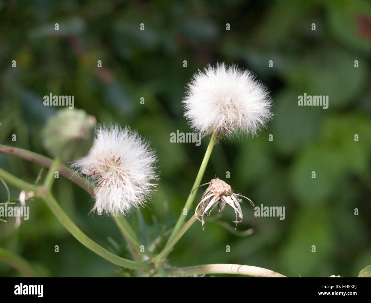clear white dandelion flower head in grass isolated Stock Photo
