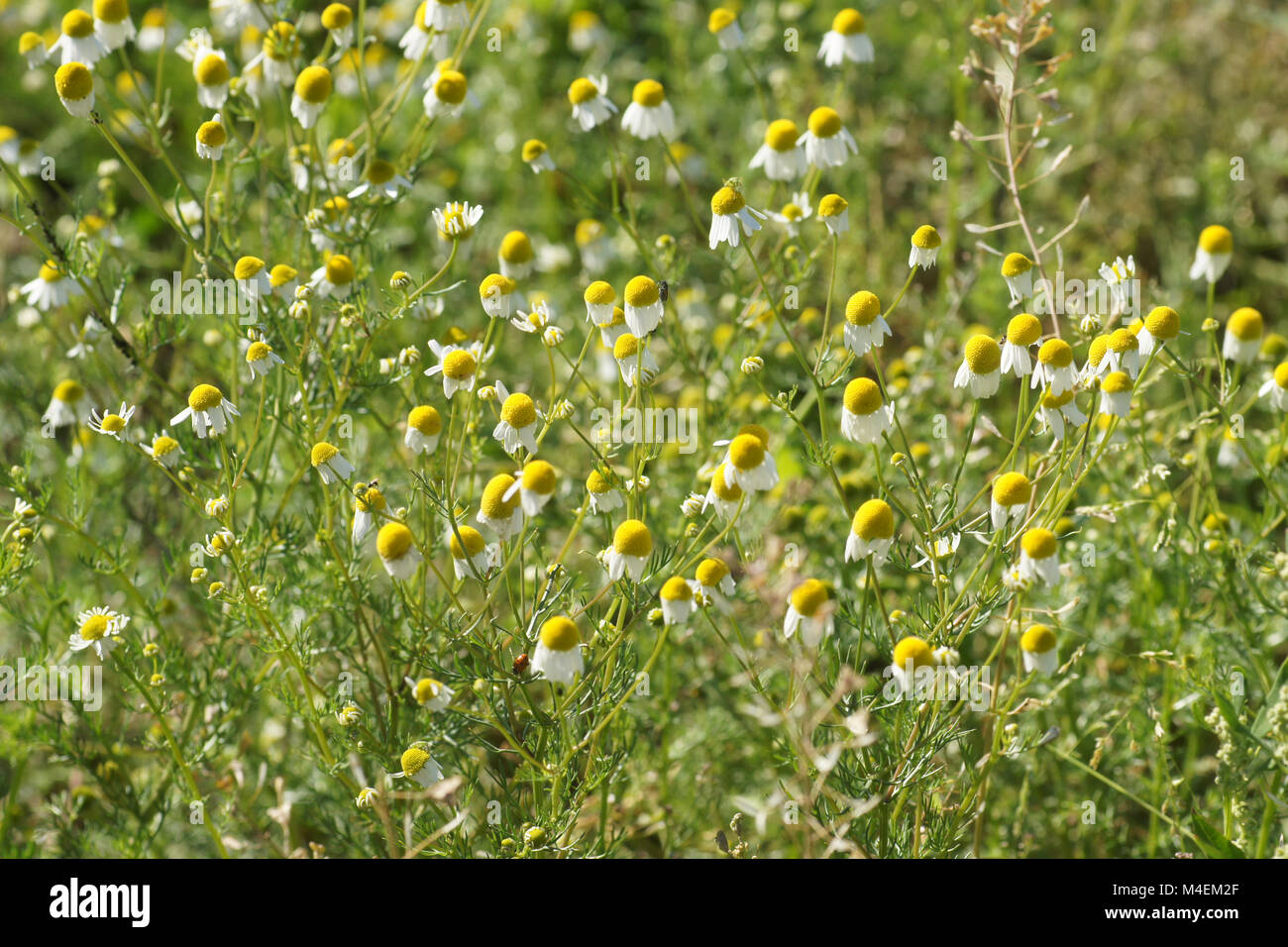 Matricaria chamomilla, chamomile Stock Photo Alamy