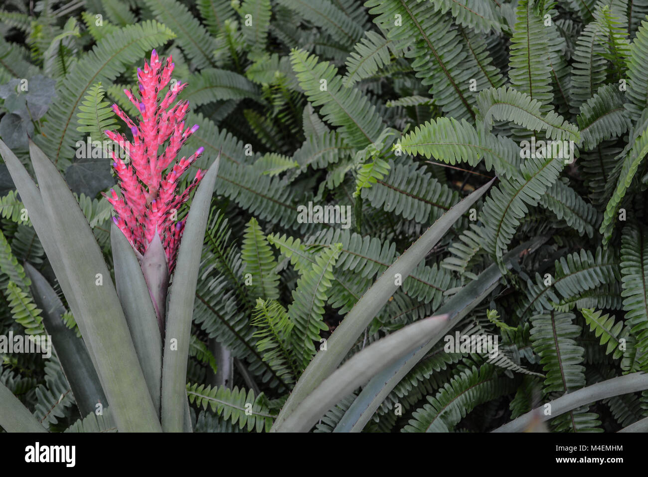 Bromeliad (Aechmea distichantha) Stock Photo