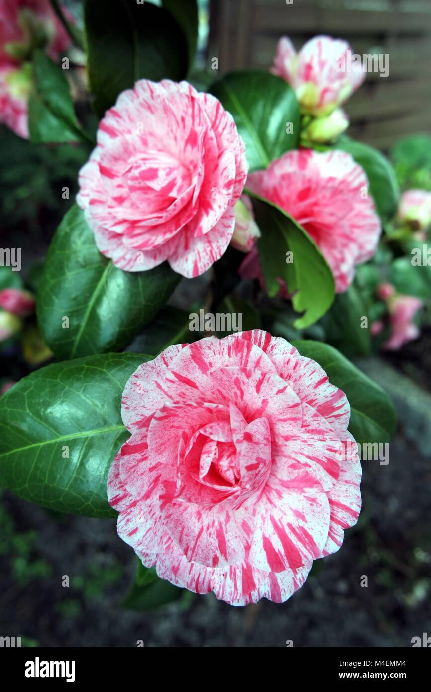 Flowering camellia hi-res stock photography and images - Alamy