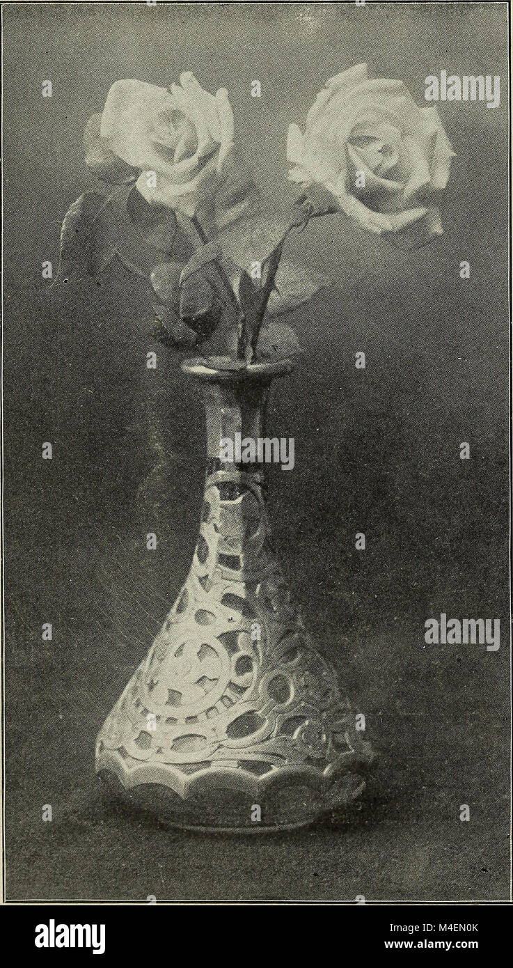 The 1899 catalogue details field-grown roses cultivated on their own ...