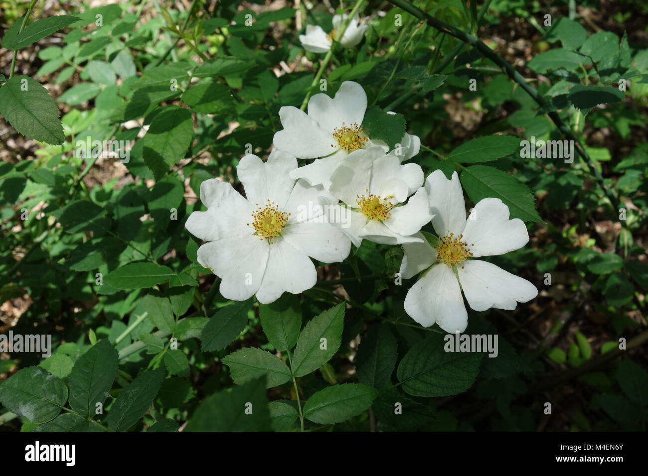 Rosa arvensis, Field rose Stock Photo