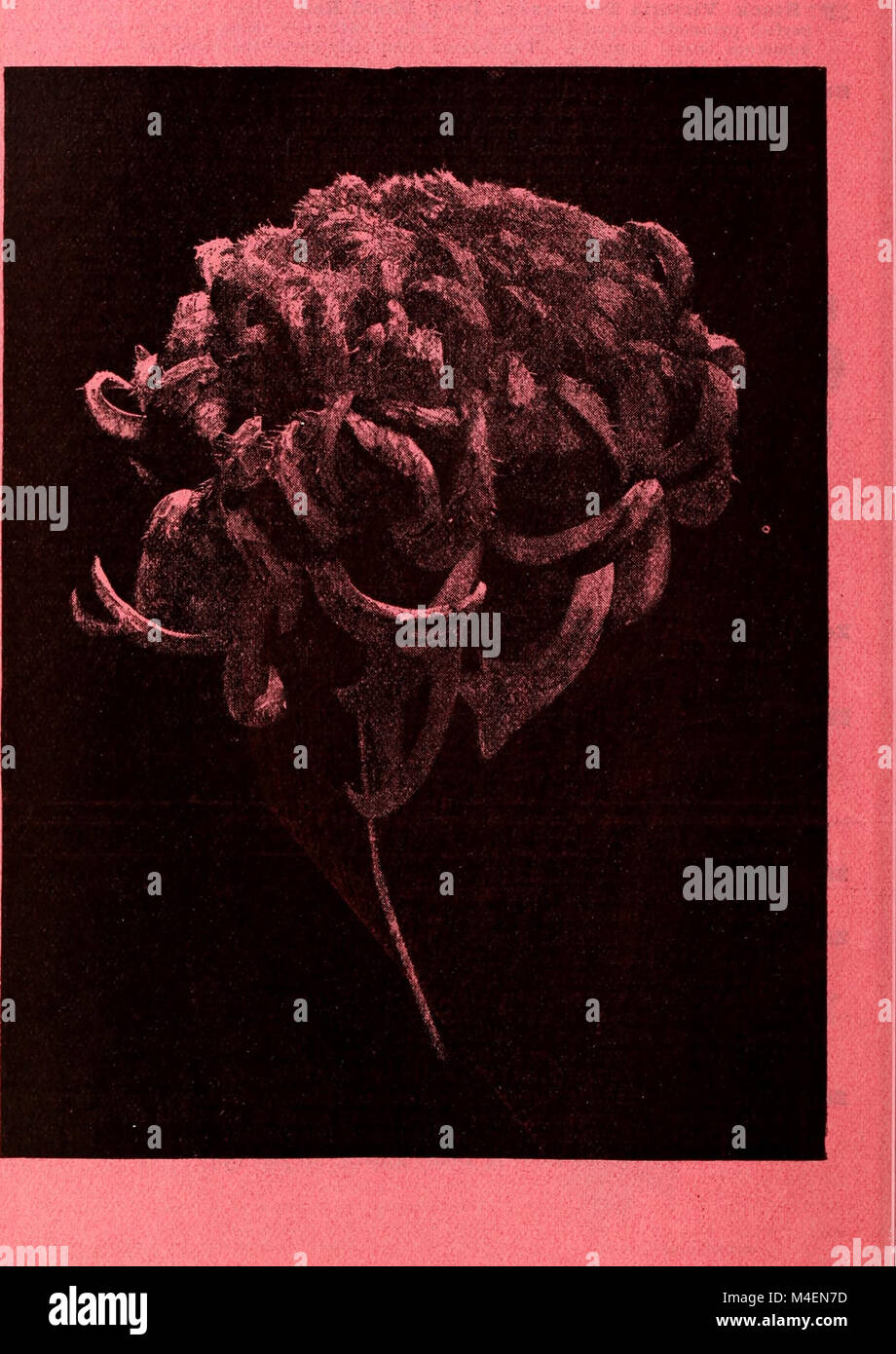 This 1888 catalog provides a comprehensive list of seeds, plants, and