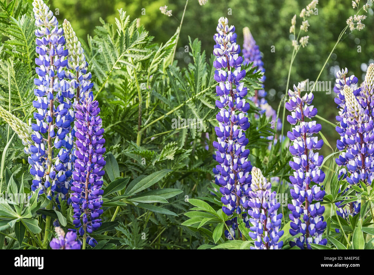 Blue lupine flowers grow in the wild Stock Photo