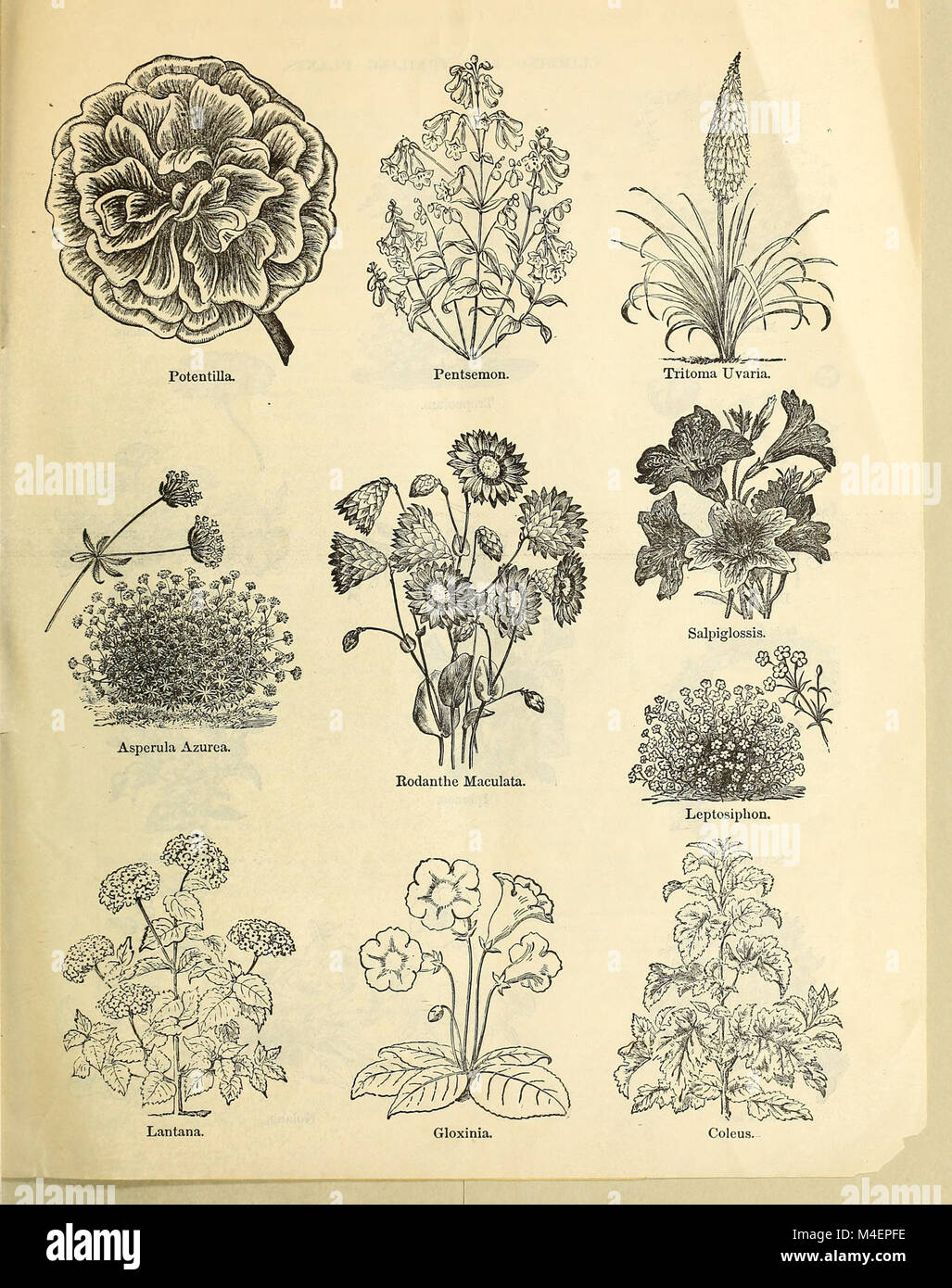 Annual circular and retail catalogue of warranted vegetable and flower seeds (1876) (14582422589) Stock Photo