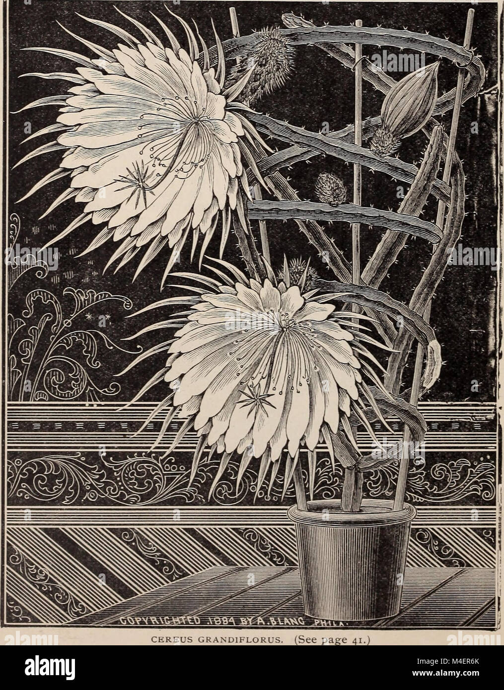 Annual illustrated and descriptive catalogue of new, rare and beautiful plants (1892) (17804792883) Stock Photo