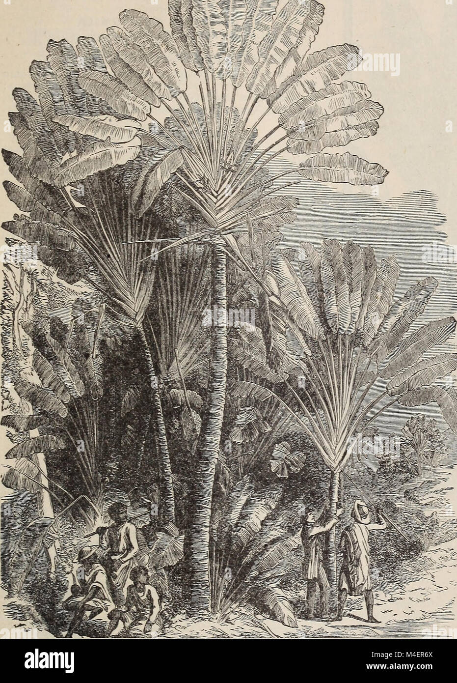 Annual illustrated and descriptive catalogue of new, rare and beautiful plants (1892) (18399172506) Stock Photo