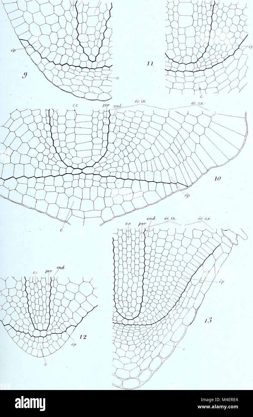This publication, 'Annales des Sciences Naturelles Botaniques,' focuses ...