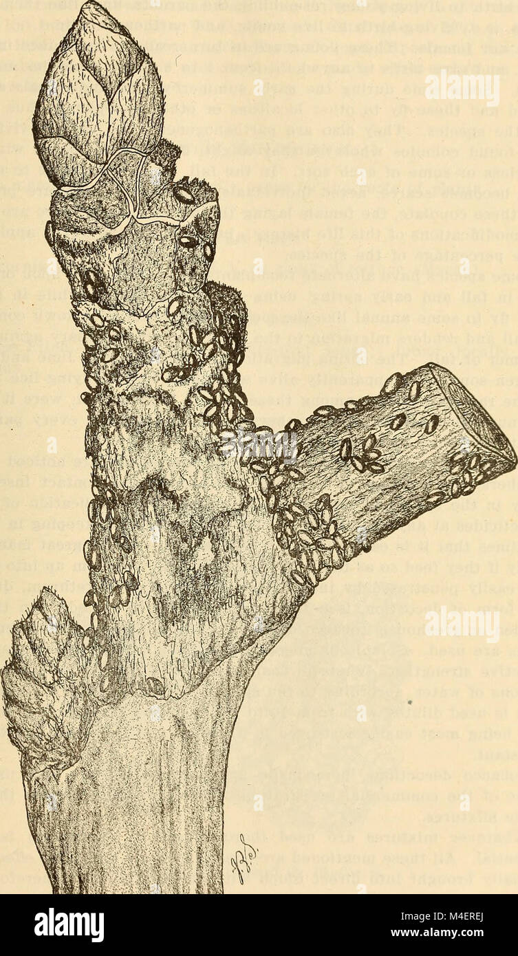 Annual report, including a report of the insects of New Jersey, 1909 (1910) (18243786060) Stock Photo
