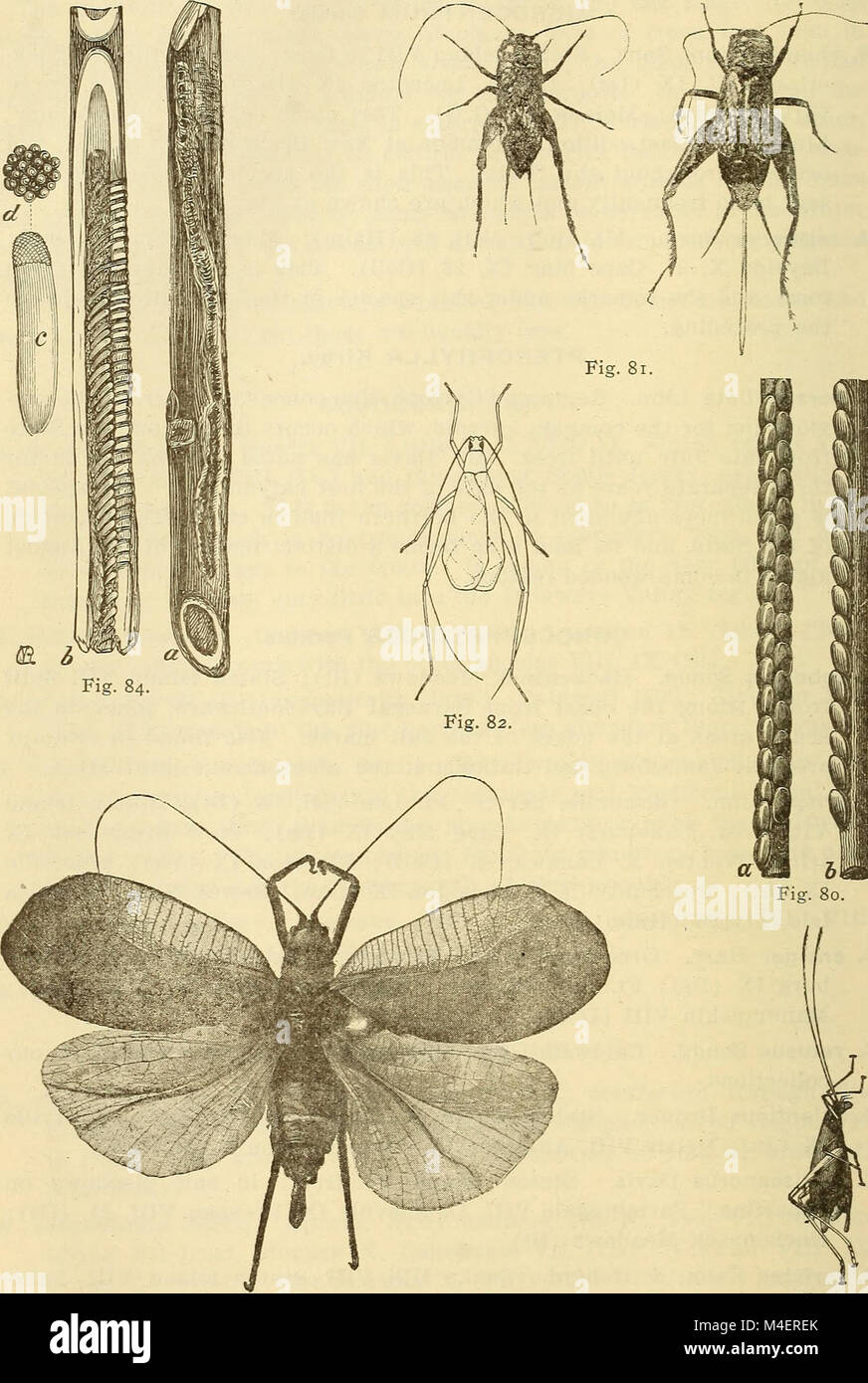 Annual report, including a report of the insects of New Jersey, 1909 (1910) (18243891640) Stock Photo