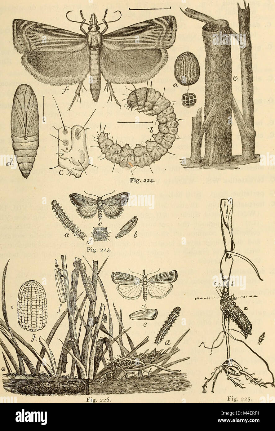 Annual report, including a report of the insects of New Jersey, 1909 (1910) (18427781142) Stock Photo
