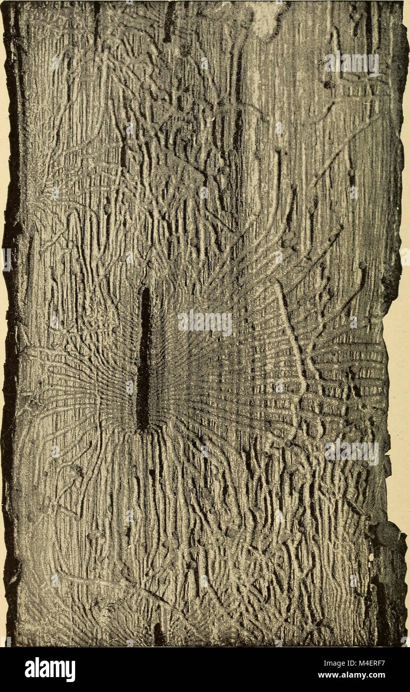Annual report, including a report of the insects of New Jersey, 1909 (1910) (18431846205) Stock Photo