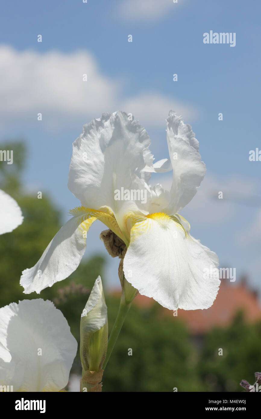 Iris BarbataElatior Lugano, Tall Bearded Iris Stock Photo Alamy