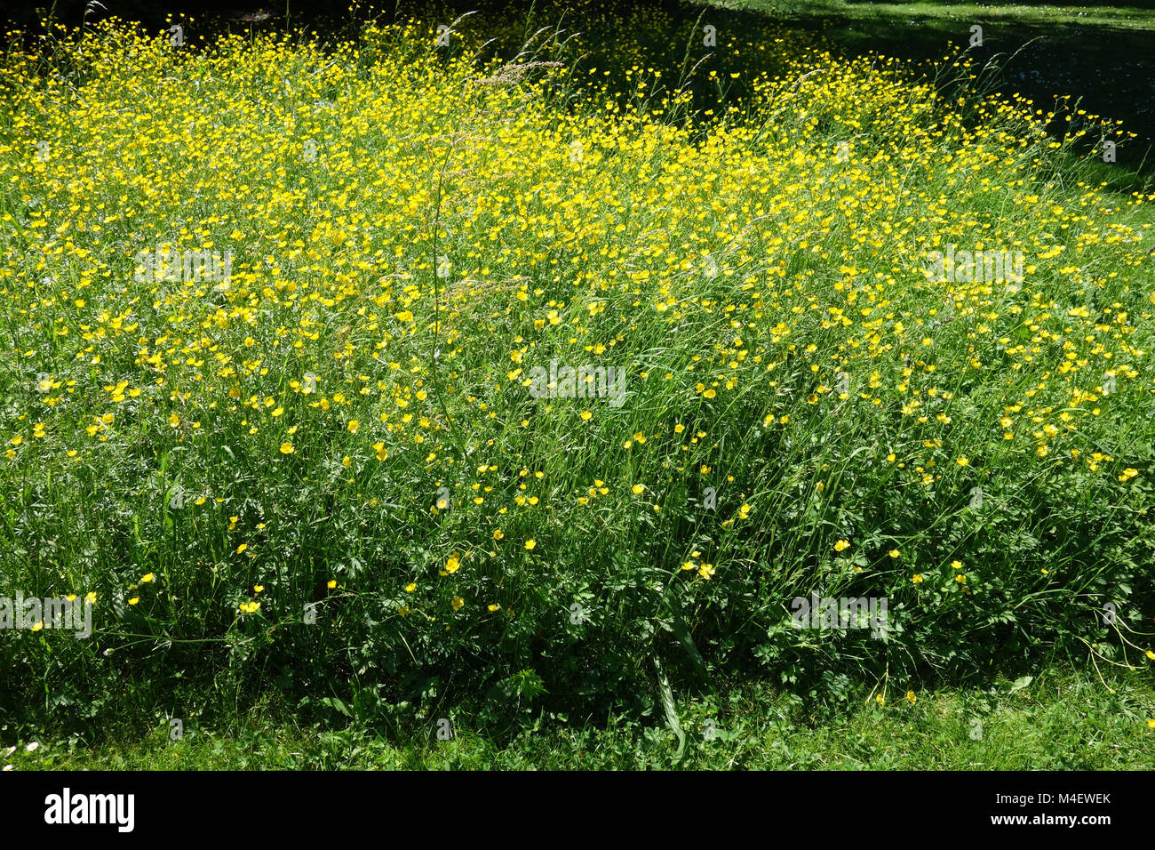 Ranunculus acris, Meadow Buttercup Stock Photo
