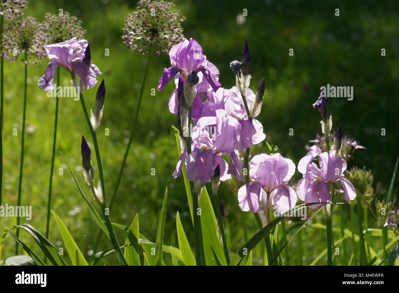 Iris Barbata-Elatior, Tall Bearded Iris Stock Photo