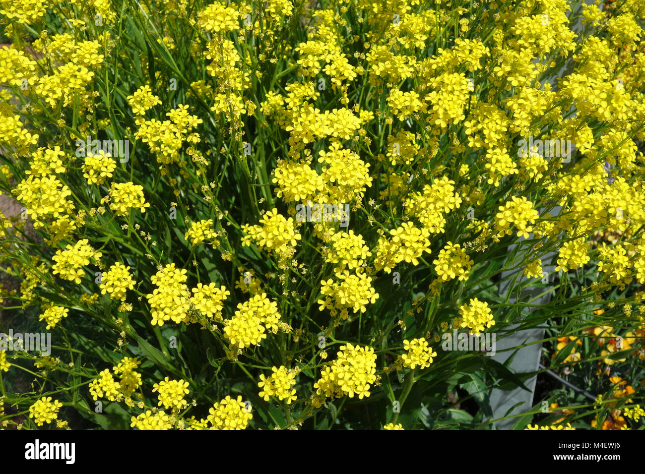 Bunias orientalis, Turkish Wartycabbage Stock Photo