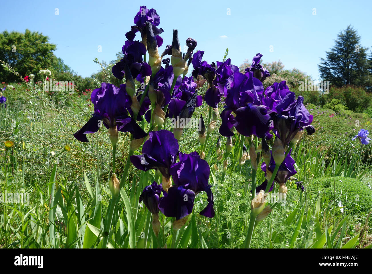 Iris aphylla var. caerulea, Leafless Iris Stock Photo