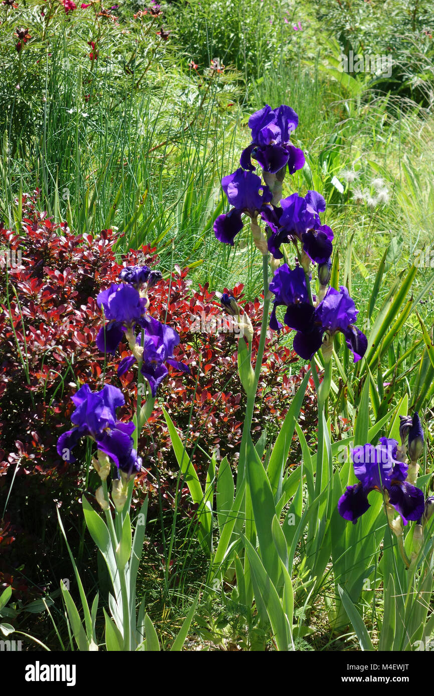 Iris aphylla var. caerulea, Leafless Iris Stock Photo - Alamy