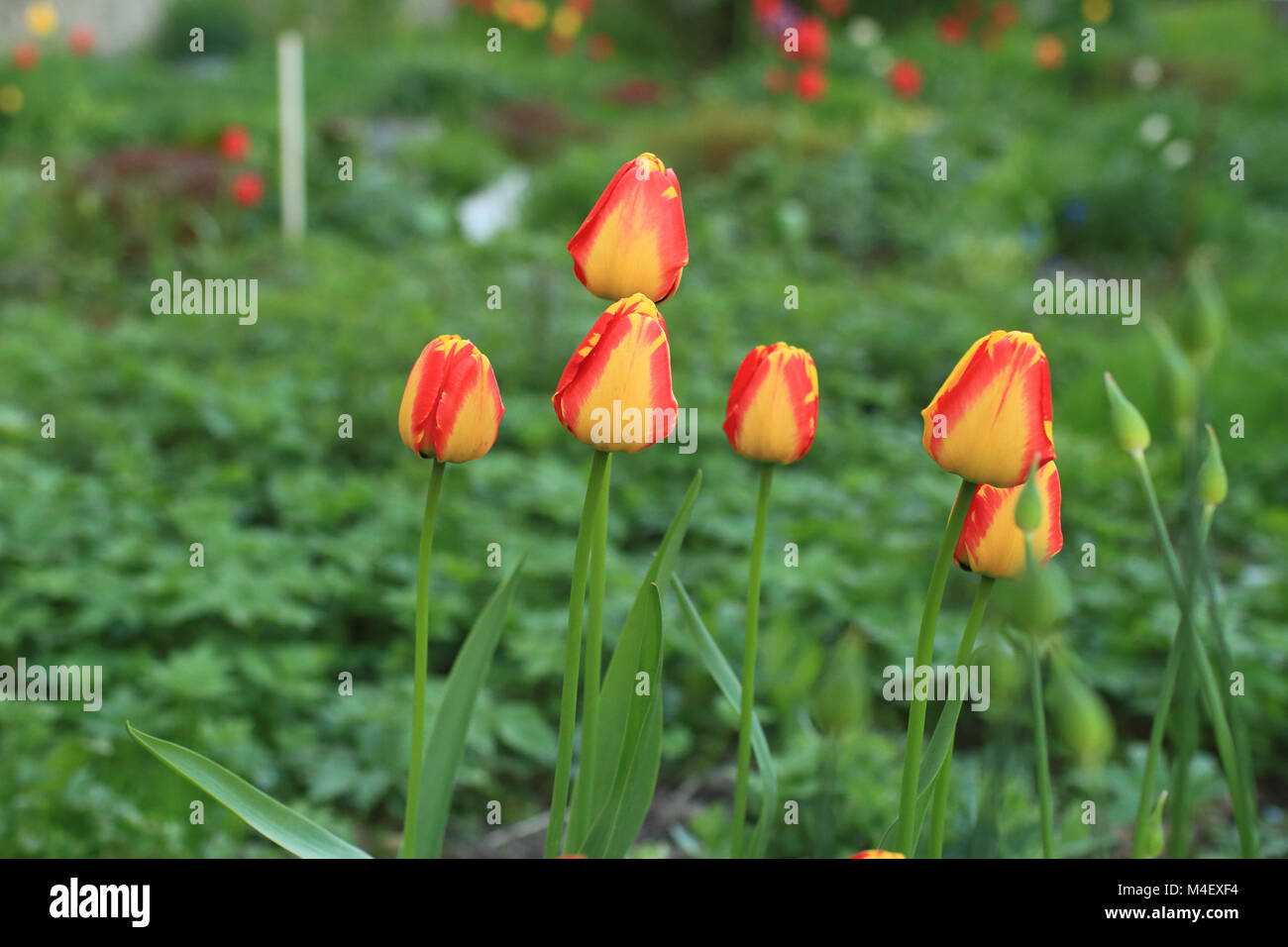 Red yellow tulips close to on green background Stock Photo - Alamy