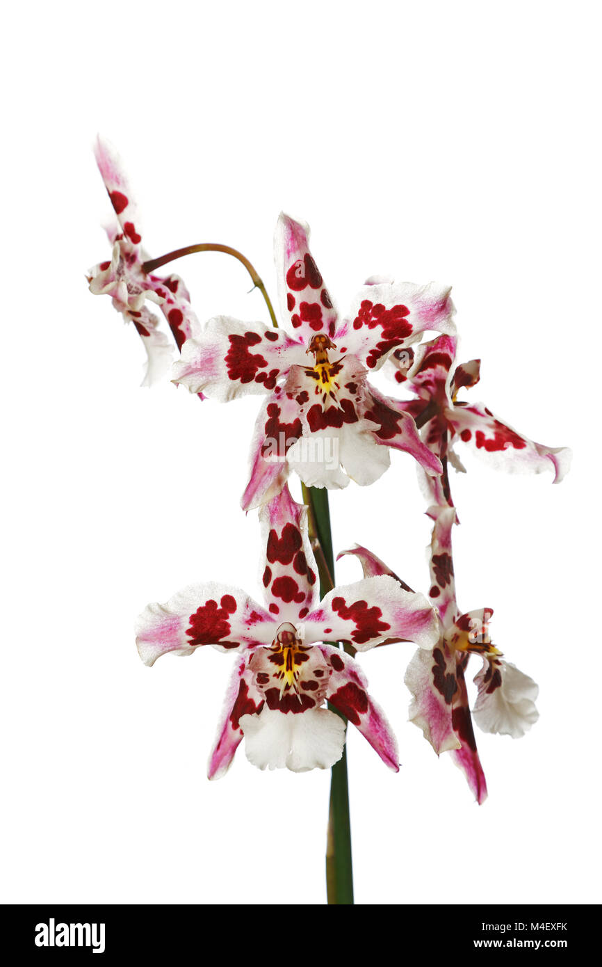 Purple and white orchid isolated on white background Stock Photo