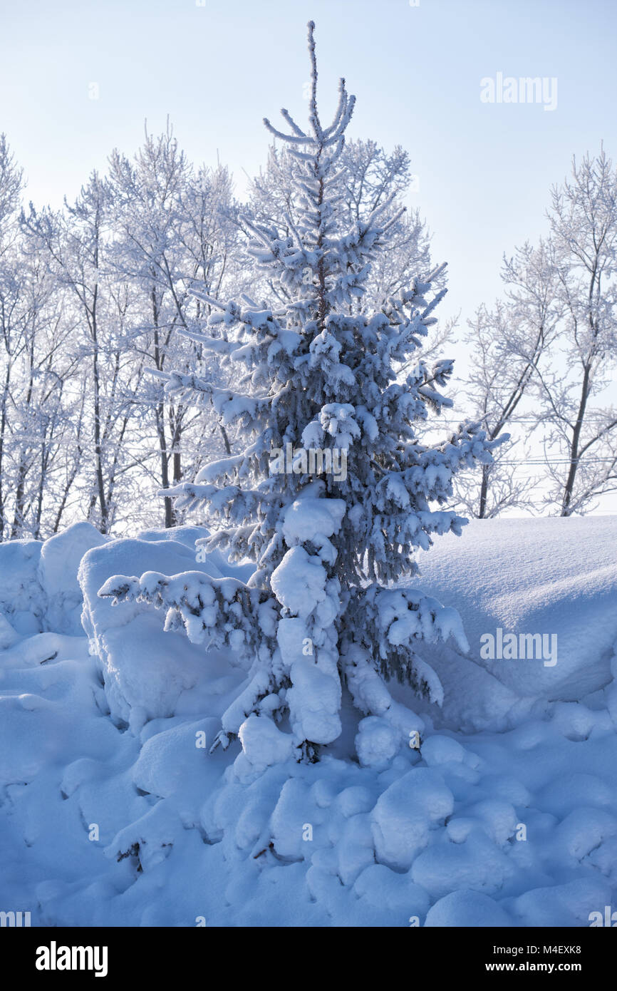 Fir tree under hoarfrost hi-res stock photography and images - Alamy